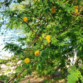 Acacia farnesiana, Mimosa de Farnèse, Cassier